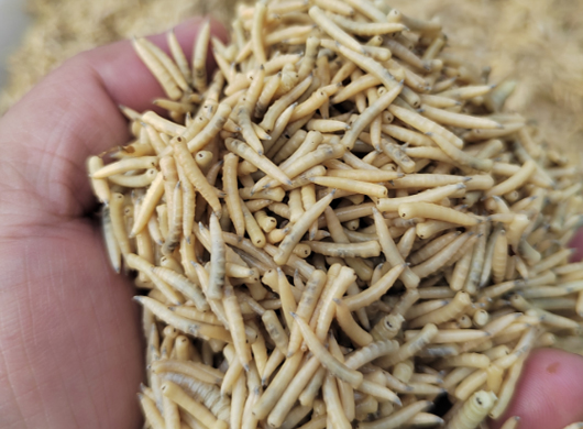 蝇蛆在虾养殖中的作用